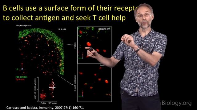 Michael Dustin (Oxford, NYU School of Medicine) 1: The Immunological Synapse: Antigen Recognition смотреть онлайн