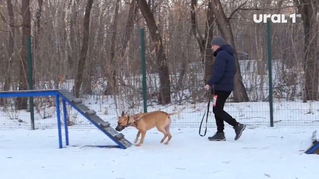 В Челябинске приняли правила содержания домашних животных, которые уже вызвали вопросы смотреть онлайн