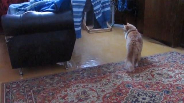 Кот гоняет кошку!!!!!!!!!!! смотреть онлайн