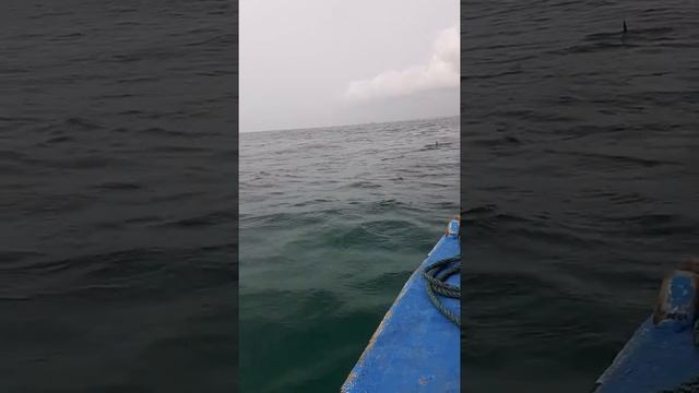 Dolphin Watching at Watamu Marine Park смотреть онлайн