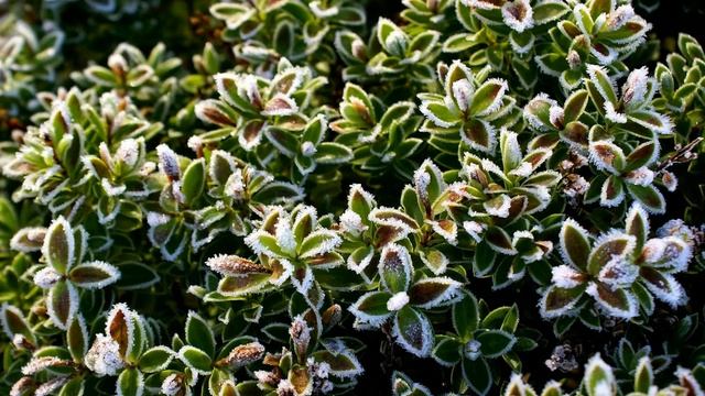 Фото слайд-шоу Природа. Иней на листьях. Часть 1 смотреть онлайн