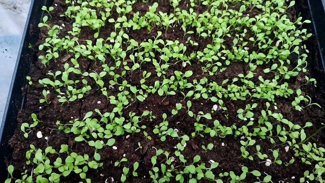 Пикировка и выращивание гвоздики. Гвоздика китайская, садовая, Шабо