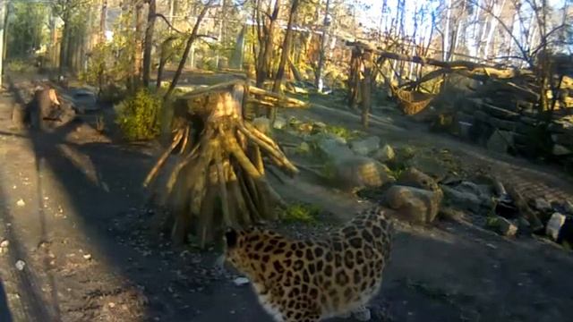 Amur Leopard Darla April 30, 2016 смотреть онлайн