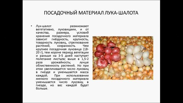 Лук шалот семейный лук агротехника смотреть онлайн