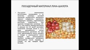 Лук шалот  семейный лук  агротехника