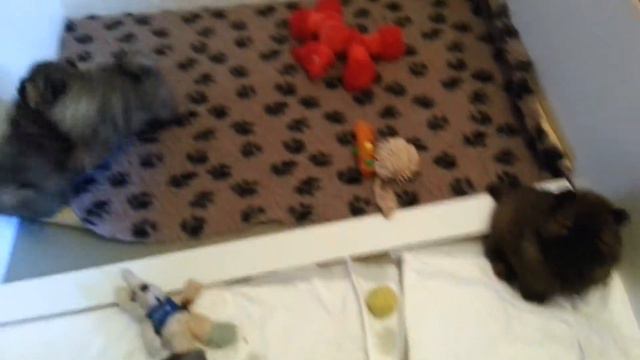 Бебетата на Рей и Изи от развъдник за чау чау LORD Lusy’s LIONS смотреть онлайн