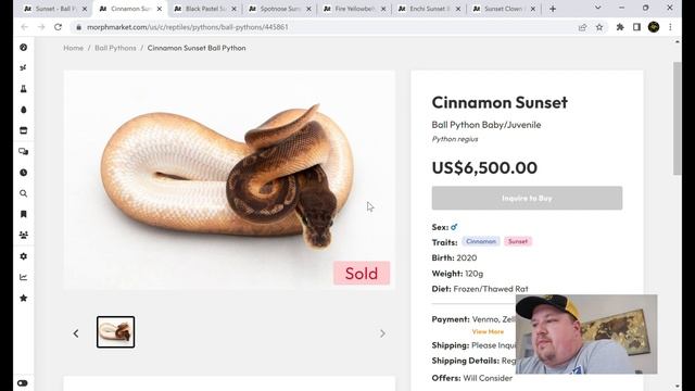 All About The Sunset Ball Python Morph #ballpythonmorphs смотреть онлайн