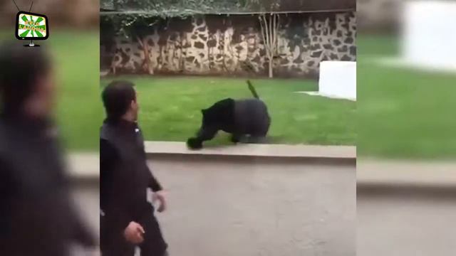 Зопарк смотреть онлайн