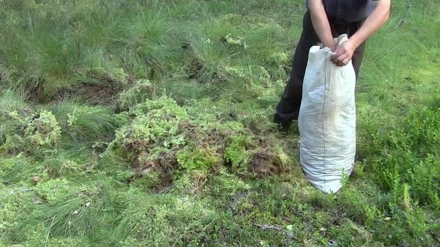 Заготавливаем Мох сфагнум. Сруб своими руками. Часть 6. смотреть онлайн