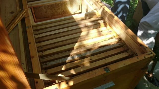 Очередной осмотр пасеки. Пасека в июле. Медосбор липы и разнотравья. смотреть онлайн