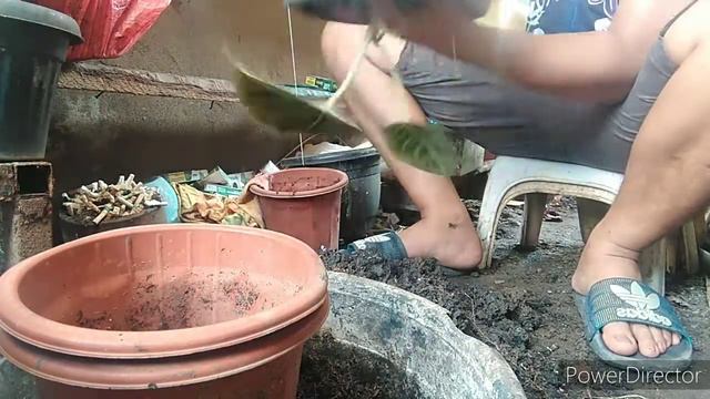#plantitos #plantslover #stressrelever REPOTTING ALOCASIA BLACK VELVET смотреть онлайн