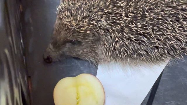 Нашли Ёжика В лесу Возвращаем обратно смотреть онлайн