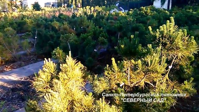 Горная сосна питомника "Северный сад". Август 2017 смотреть онлайн