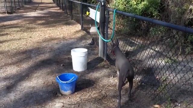 ВЛОГ Игровая площадка для собак в Америке. Щенок Бирка в парке смотреть онлайн