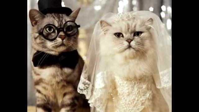 Свадебное радио. Фабрика праздников. смотреть онлайн