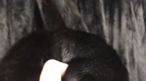 Какой мех можно перепутать с норкой