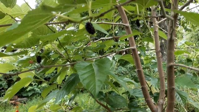 Шелковица Шелли 150, четвертый год роста, вкусные ягоды. Посажена новая шелковица сорт Галиция.