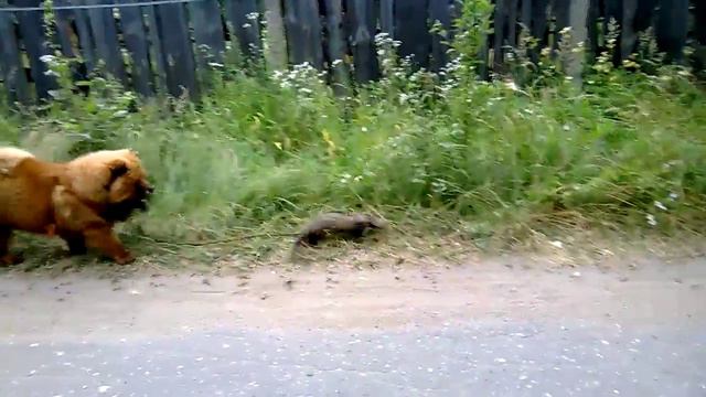 Хорь выгуливает Шоню =) смотреть онлайн