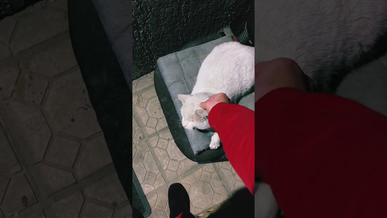 Чалапушка смотреть онлайн