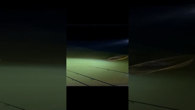 карп перепутал удилища!!