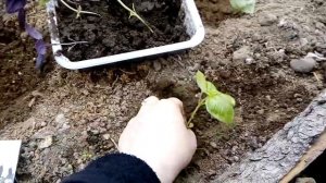 Высаживаем рассаду базилика Ароматы востока в теплицу с помидорами