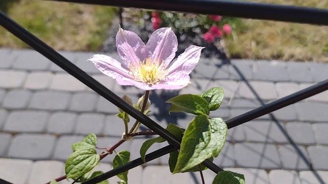 Clematis Comtesse de Bouchaud смотреть онлайн