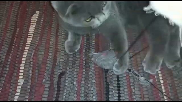 КОТ БАКС КОРОЛЬ МЫШЕЙ/БРИТАНСКИЙ КОТИК. смотреть онлайн