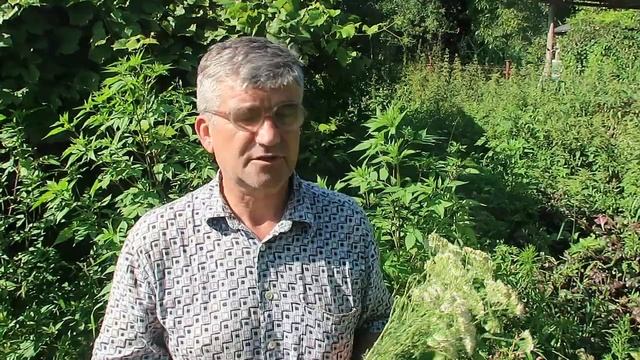 Тысячелистник обыкновенный - растение с широким спектром действия.