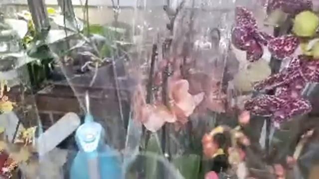 ШИКАРНЕЙШЕЕ ПОСТУПЛЕНИЕ РАСТЕНИЙ 29.06.2021Г. смотреть онлайн