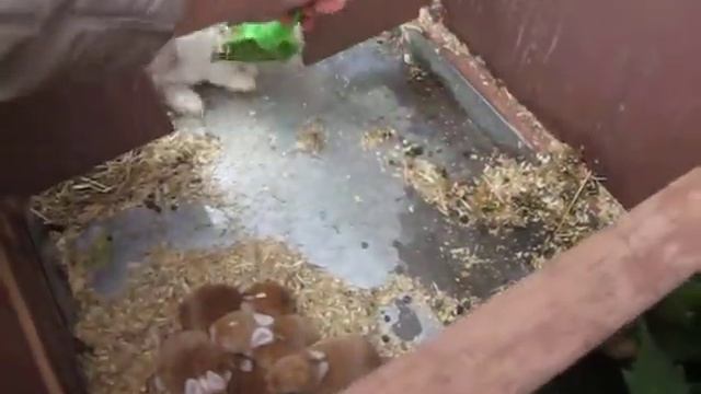 Осмотр гнезда крольчихи на 8 день после окрола. Смена подстилки. Контроль развития крольчат. смотреть онлайн