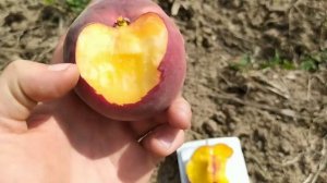 персик Роял Прайд и Топ Свит