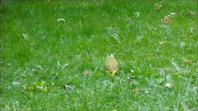 Зеленый дятел (Picus viridis) смотреть онлайн