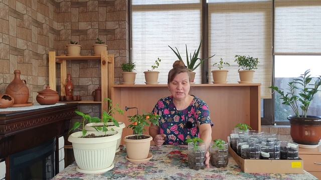 Выращивание перца: что надо знать для хорошего урожая смотреть онлайн