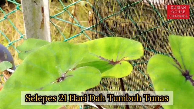 SEMAI SULUR PHARAOH MASK & ANAK KELADI MOJITO..!! смотреть онлайн