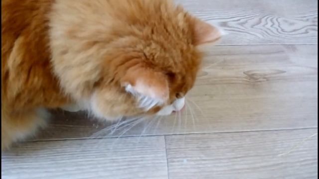 КУШАЕМ ВЕСЕЛО! | Кошка пьет молоко | Охота на финик | Слишком горячий суп \ cats eats so funny! смотреть онлайн