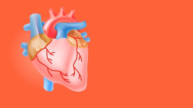 Жир на животе. О каких скрытых заболеваниях он сигнализирует? смотреть онлайн