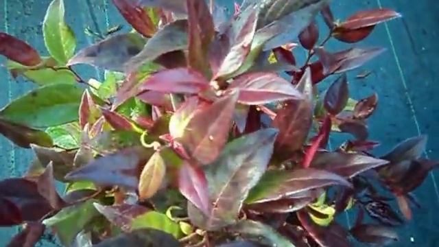 Leucothoe Scarletta смотреть онлайн