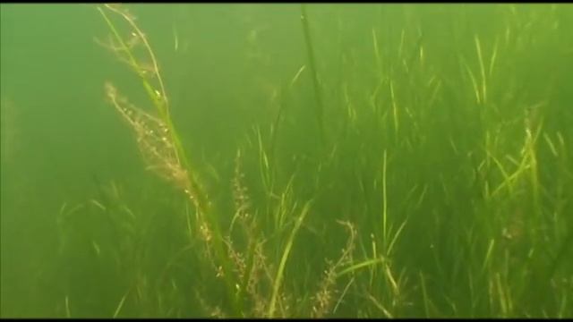 Диалоги о рыбалке - Сахалин Морской залив Камбала 99 jyne смотреть онлайн
