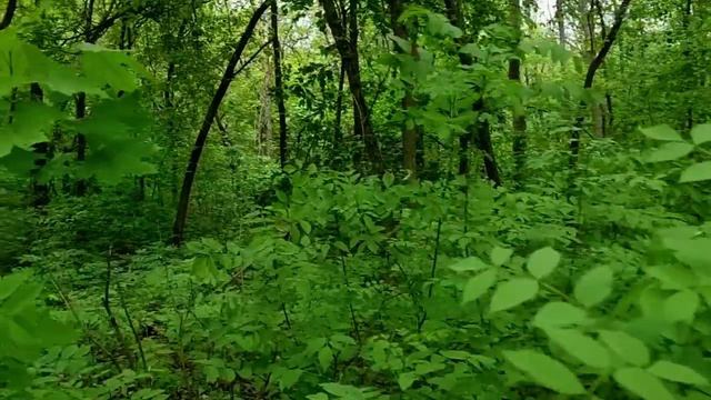 САМВЕЛ АДАМЯН СТРАННОЕ БЛЮДО В СТАЛИНКЕ. ОТ ЧЕГО ТАНЦУЕТ САМВЕЛ смотреть онлайн