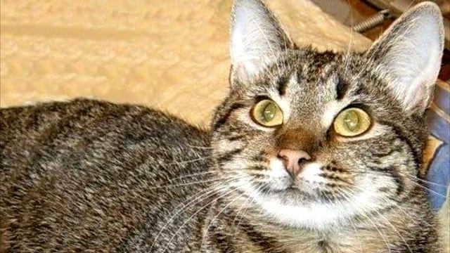 То, что произошло с кошкой и ее котятами в животе это просто ужас. На это, невозможно смотреть. смотреть онлайн