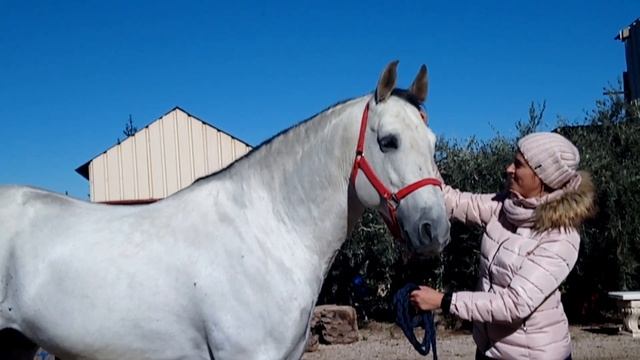 На продажу андалузский жеребец смотреть онлайн