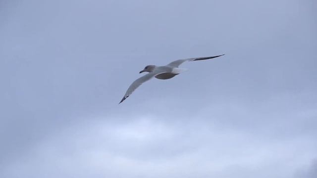 Чайка парит в небе | Seagull soars in the sky смотреть онлайн
