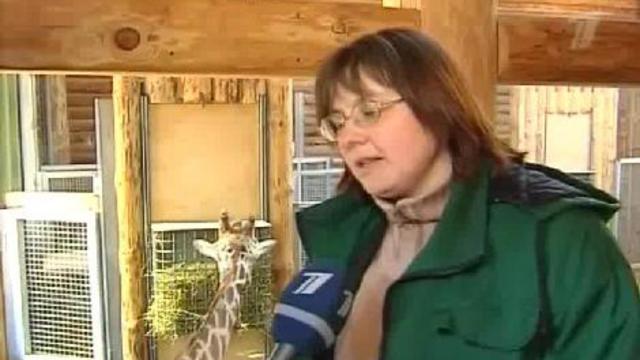 Лаура Лидака из зоопарка смотреть онлайн