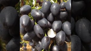 Виноград Молдова#характеристика - уход
