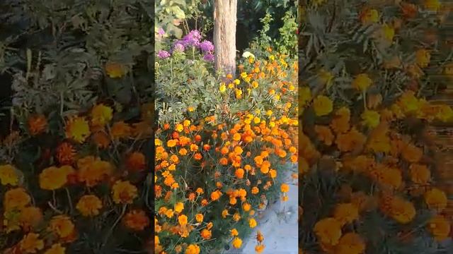 Аксы району ⚘🌹гулдору❤❤😍😍😍 смотреть онлайн