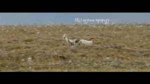 что такое заповедник