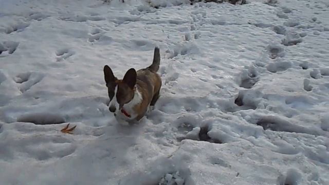 Женька , корги кардиган смотреть онлайн