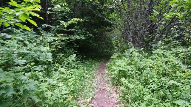 Прогулки по Армении. Цахкадзор, тропа в лесу 2 смотреть онлайн