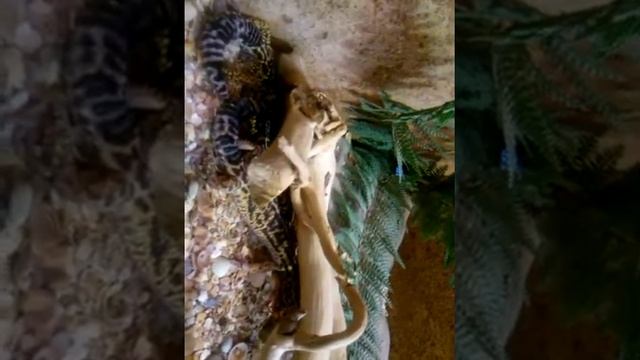 Парк рептилий. Галактика. Краснодар. Экскурсия. Краснодарский экзотариум № 1 смотреть онлайн