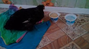 Курица села на ноги. Как я буду ее лечить .часть1.  02.02.2018г.